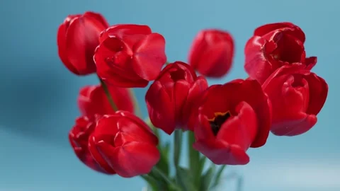 Vibrant red tulips bloom in a clear glass vase against a soft blue background Stock Footage 339005302