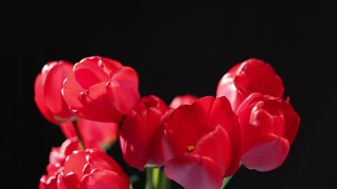 Vibrant red tulips bloom in a close-up studio shot with a dark background Stock Footage 339006915