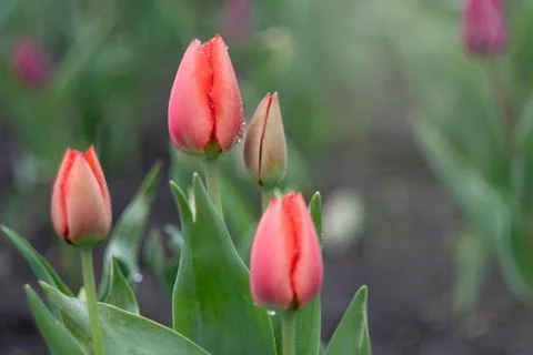 Vibrant red tulips in bloom on a spring rainy day Stock Photos