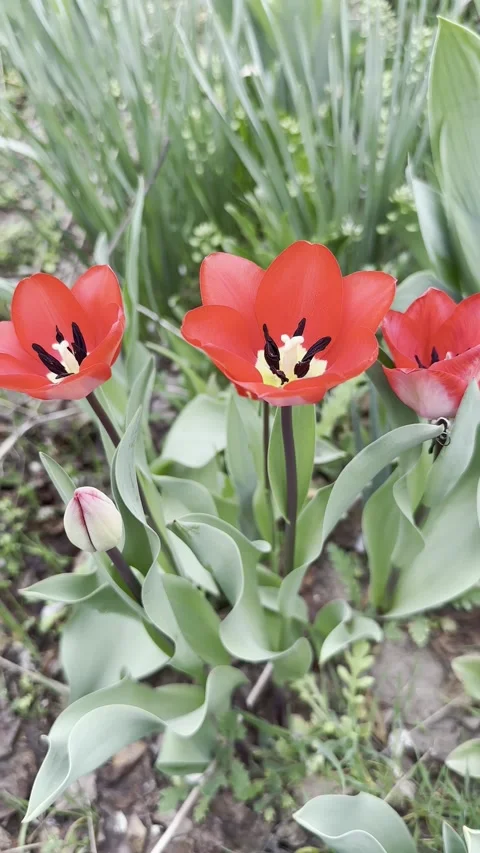 Vibrant Red Tulips Blooming - Spring Garden Vertical Stock Footage 306016767