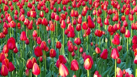 Vibrant red tulips blooming in spring garden. Closeup of blooming flowers s.. Stock Footage 337044491
