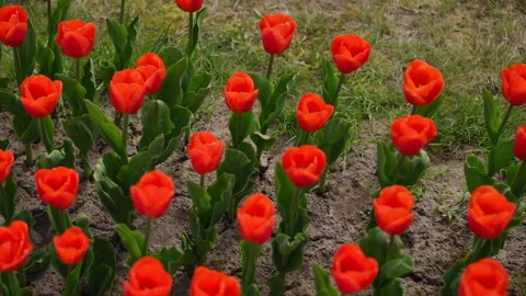 Vibrant Red Tulips in Full Bloom on a Beautiful and Sunny Day in the Garden  Stock Footage 306849356