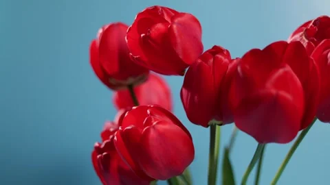 Vibrant red tulips in a soft background capturing their natural beauty Stock Footage 339005124