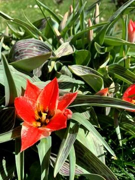 Vibrant red tulips with unique patterns thrive in a lush garden filled with g Stock Photos