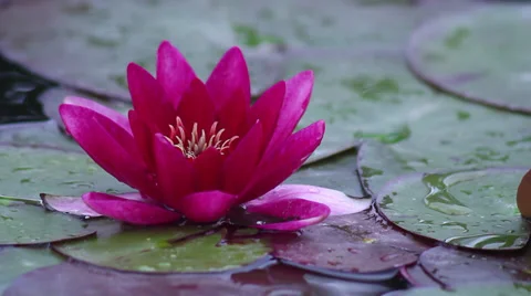 Vibrant red waterlily Stock Footage 35664171