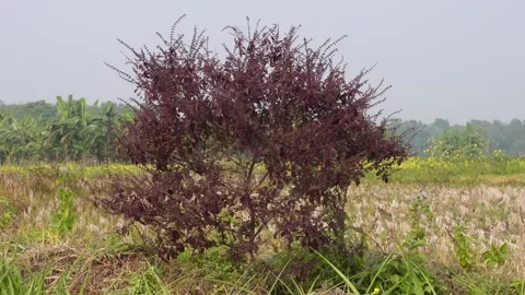 Vibrant reddish-purple basil bush 스톡 동영상 333263230