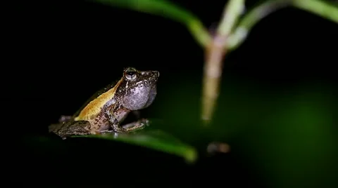 A VIBRANT Reed Frog (Gephyromantis sp.) in Madagascar. Stock Footage 21286894