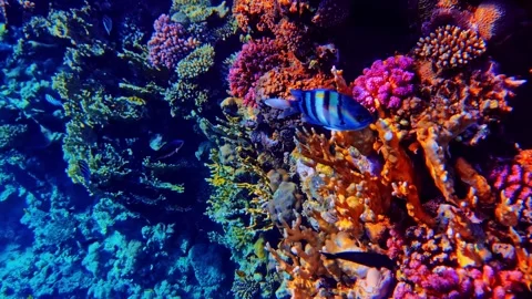 Vibrant Reef Fish Gliding Past a Colorful Coral Wall in Sharm El-Sheikh Video stock 343394840