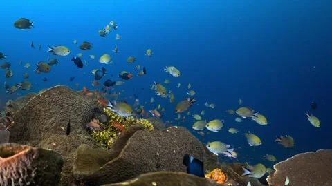 Vibrant Reef Scene with Diverse Fish Species and Large Sponges Stock Footage 301033371