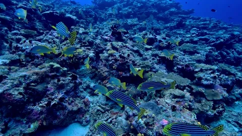 Vibrant Reef Scene with Yellow and Blue Striped Fish in a Coral Habitat 스톡 동영상 301033309