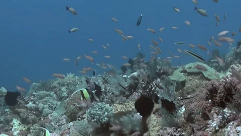 Vibrant Reef Teeming With Graceful Moorish Idols and Schools of Fish Stock-Footage 334791947