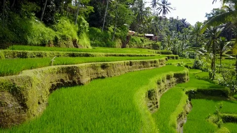 Vibrant Rice Field Video stock 120679811