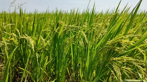 Vibrant Rice Field Under Blue Sky Stock Footage 291393200
