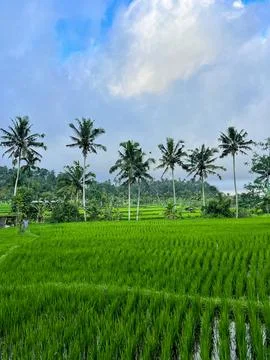 Vibrant Rice Fields and Coconut Palm Trees in Bali, Indonesia Stock Photos