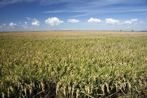 Vibrant Rice Fields in Isla Mayor Near Doana During Harvest Season Stock Photos