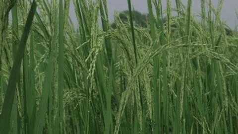 Vibrant Rice Fields  A Journey Through Natures Palette Stock Footage 324008741