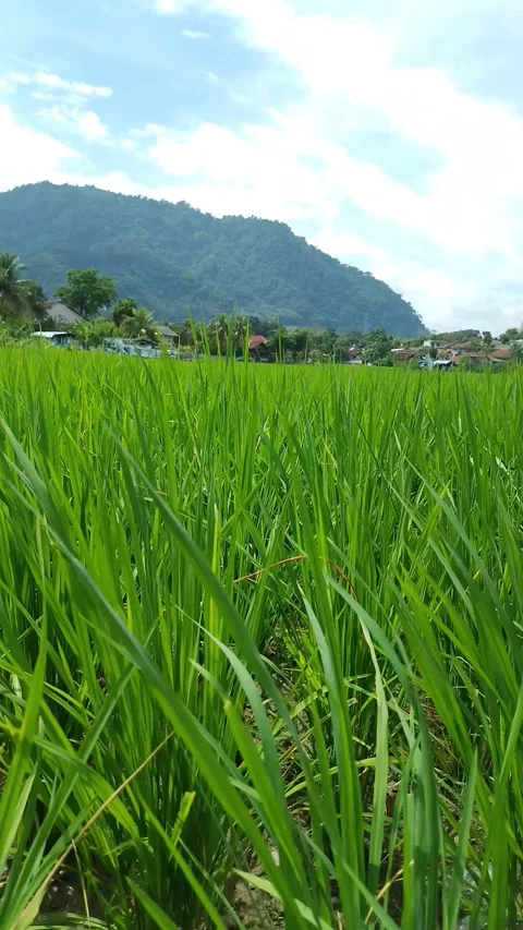 Vibrant rice fields stretch toward distant mountains Stock Footage 331562311