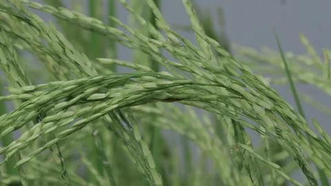 Vibrant Rice Grass  A Closeup View Video stock 324008404