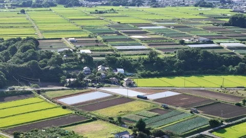 Vibrant rice paddies stretch under bright sunlight Vídeo Stock 340899344