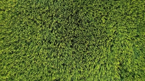 Vibrant Rice Paddy Fields Aerial Stock Footage 289445506