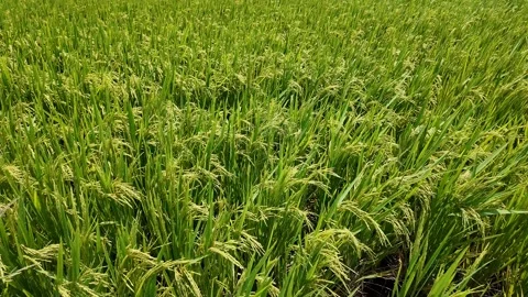 Vibrant Rice Paddy Harvest Scene Stock Footage 291393304