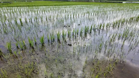 Vibrant Rice Paddy Under Clouds 스톡 동영상 288684140