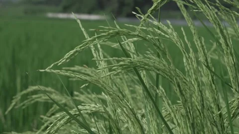 Vibrant Rice Plants in Full Bloom Stock Footage 324007696