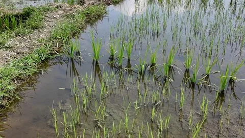 Vibrant Rice Seedlings in Paddy Stock Footage 288684109