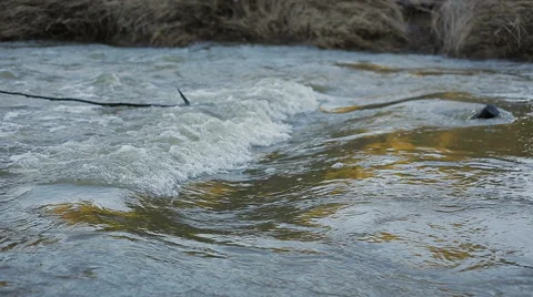 Vibrant river in summer forest Stock Footage 67475919