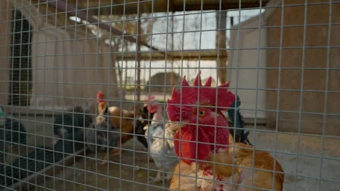 Vibrant rooster crowing amidst a lively farm environment Stock Footage 302488052