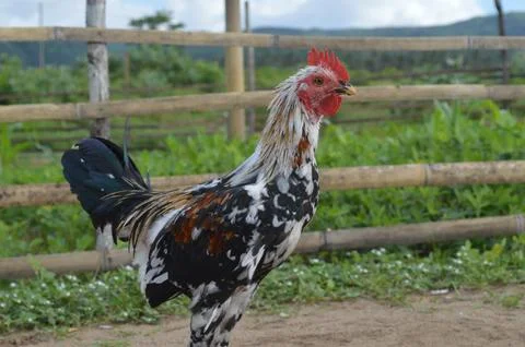 Vibrant Rooster in a Rustic Farm Setting Stock Photos