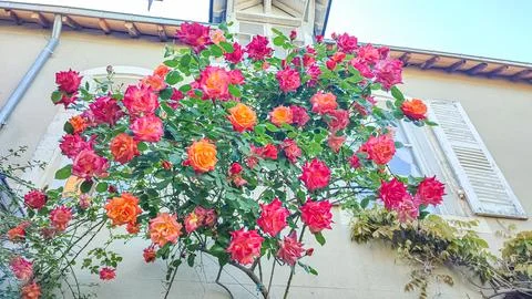 Vibrant rose bush displays an array of pink and orange flowers against a ligh Foto stock