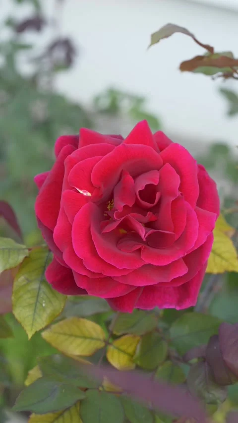 Vibrant rose flower in bloom. Rosa plant represents romance, decoration, and Stock Footage 331995636