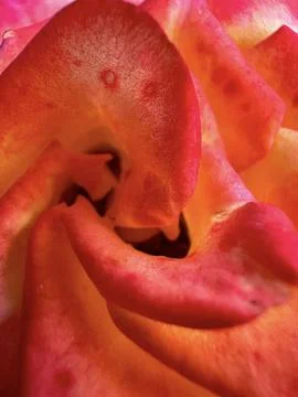 Vibrant Rose Macro Stock Photos