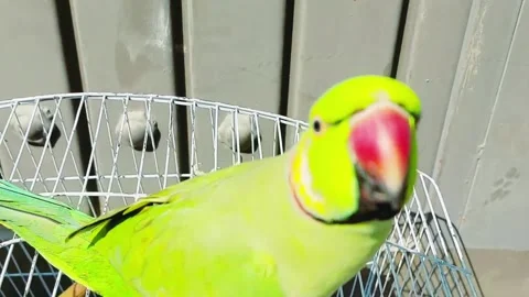 Vibrant Rose Ringed Parakeet Showcasing Beauty Intelligence And Playful Behavior 库存影片 333541778