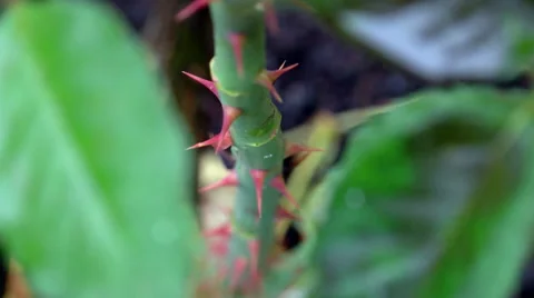 Vibrant rose thorns on a windy day, rack focus Stock Footage 56138845