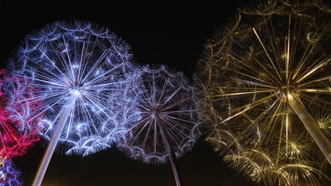 A vibrant row of dandelions illuminates the night with colors Stock Footage 307935375