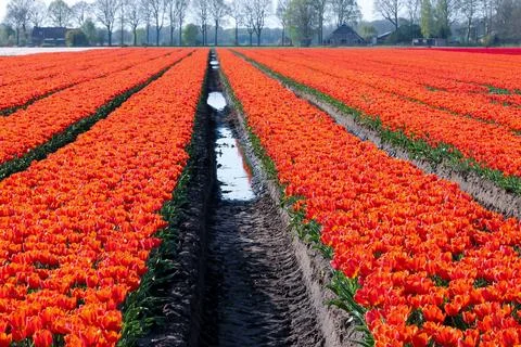 Vibrant rows of orange and red tulips blooming in rural Drenthe landscape Foto stock