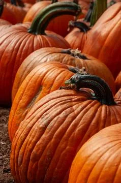 Vibrant Rows of Orange Pumpkins on the Ground at a Seasonal Harvest Display Stock Photos