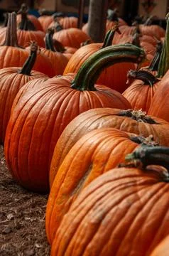 Vibrant Rows of Orange Pumpkins on the Ground at a Seasonal Harvest Display Stock Photos