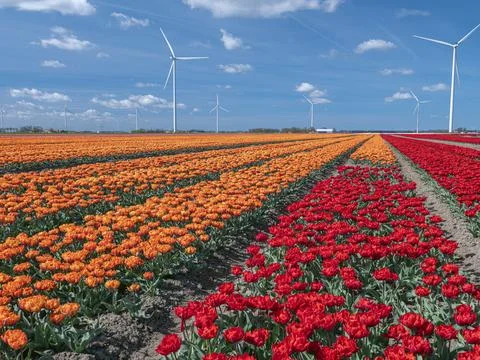 Vibrant rows of red and orange tulips in a Dutch field with wind turbines u.. Photos