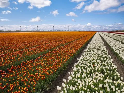 Vibrant rows of red, orange, and white tulips in a Dutch field Stockfoto's