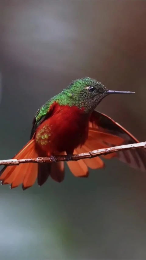 A vibrant rufous hummingbird perched on a thin branch with wings spread Stockbeeldmateriaal 335049688