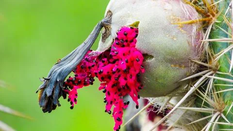 A vibrant saguaro cactus fruit, split open to expose its sweet, edible mage.. Stock Photos