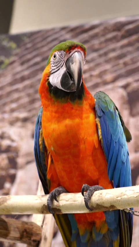 Vibrant Scarlet Macaw parrot perched on a branch close up , Portrait of a Scarle Stock-Footage 334670140