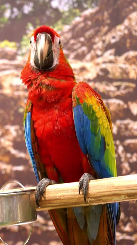 Vibrant Scarlet Macaw parrot perched on a branch close up , Portrait of a Scarle Stock-Footage 334670145