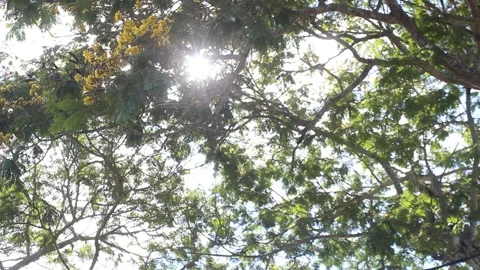 A vibrant scene of sunlight filtering through lush green tree branches, wit.. Stock Footage 288215487