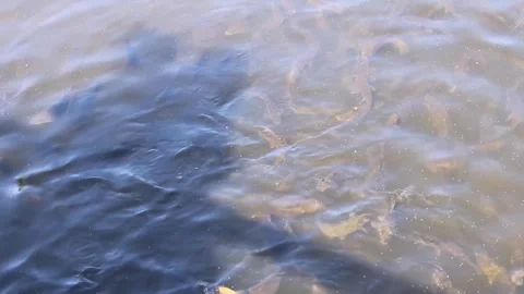 Vibrant School of Fish Gliding Gracefully in Clear Lake Waters Stock Footage 312074478