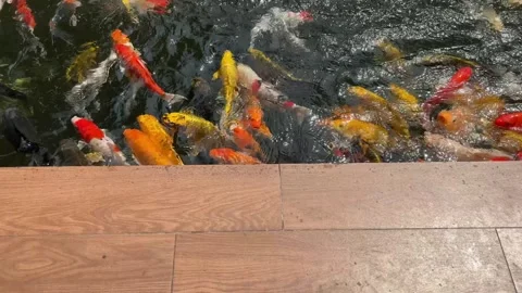 A vibrant school of koi fish. Stock Footage 319404983