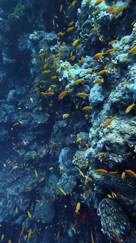 Vibrant school of orange tropical fish swimming along a deep blue coral reef Stock Footage 335205196